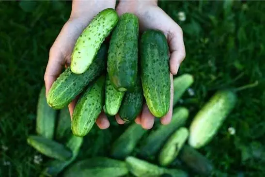 What Happens to Your Body When You Add Cucumbers to Your Salad? Doctors Explain