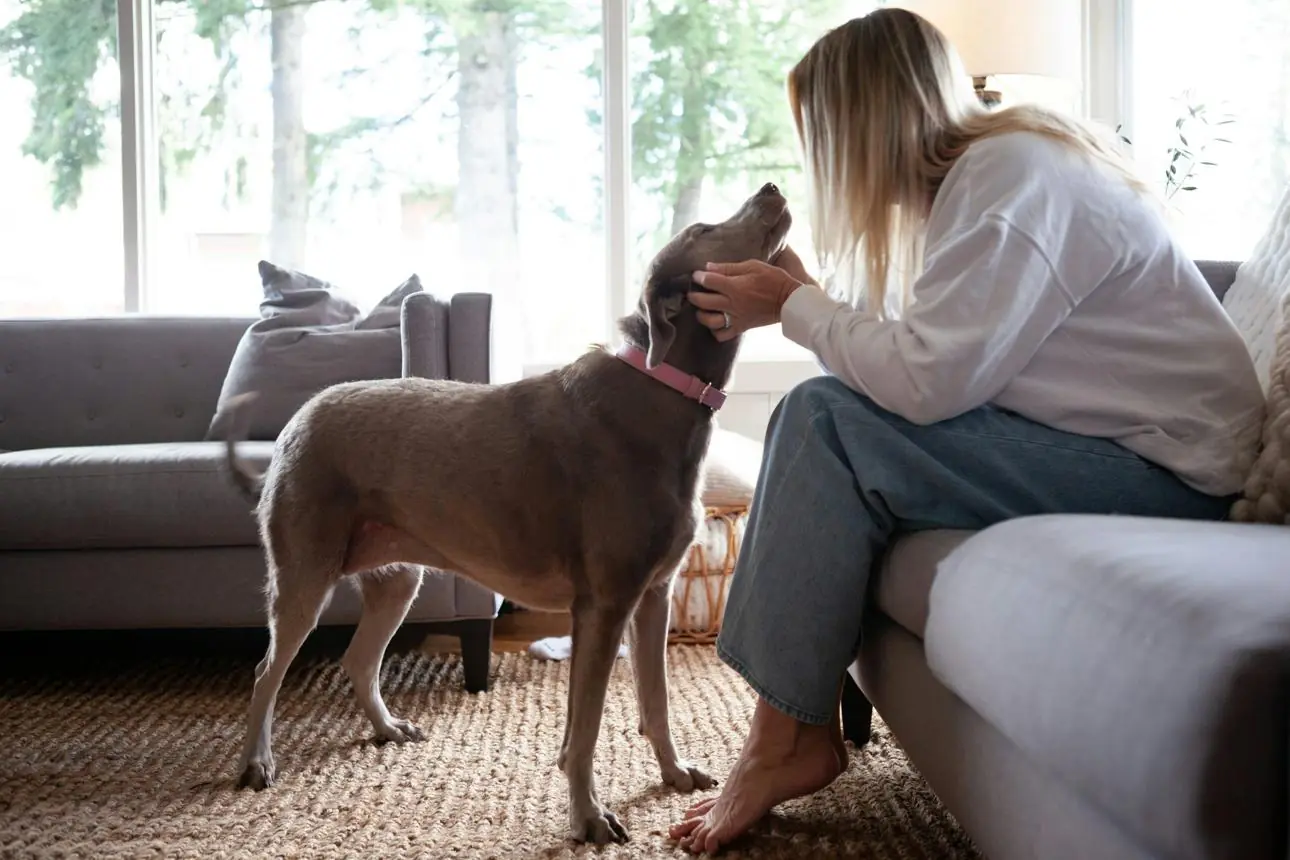 Why Does Your Dog Sniff Your Groin? Veterinarians Explain the Surprising Reasons