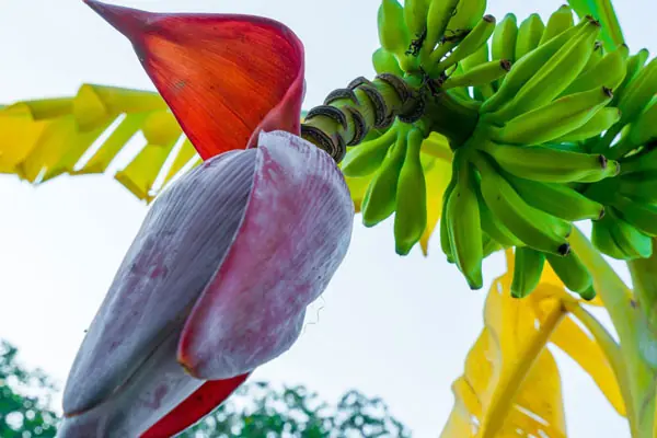 Banana Blossoms Are More Nutritious Than You Think - Here Are 8 Potential Benefits