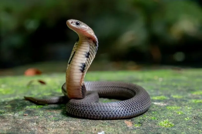 Watch Out for These 5 Plants That Could Make Your Garden More Snake-Friendly