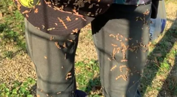 What I Found on My Pant Leg After a Walk Outside—The Surprising Reason It Happens