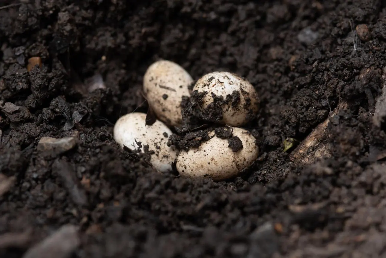 Man Returns Home After Six Months, Shocked to Find More Than 100 Mysterious Eggs Covering His Bed