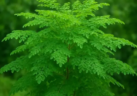 A Common Wild Vegetable Was Found to Destroy Over 90% of Can.cer Cells Within 48 Hours in Lab Studies