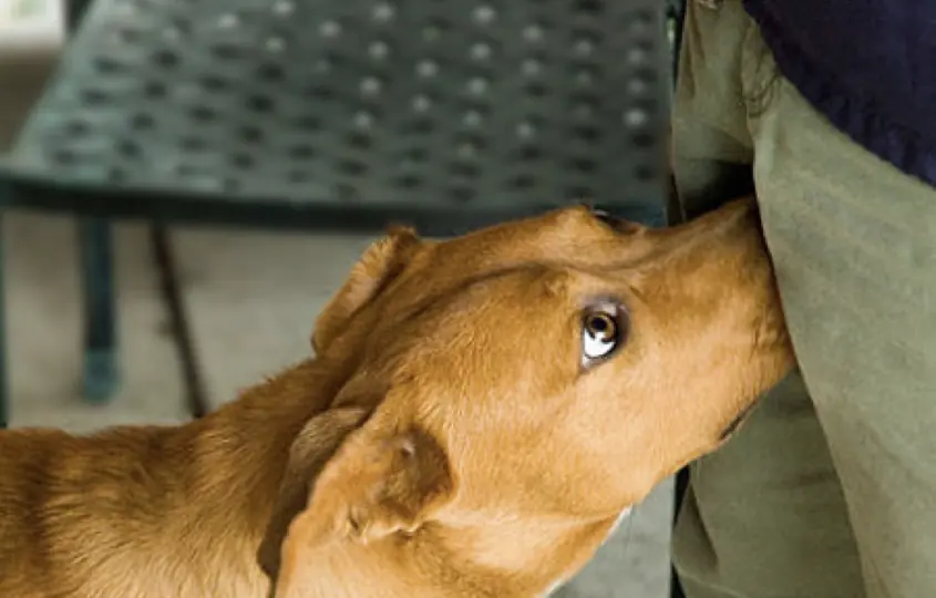 If Your Dog Suddenly Starts Sniffing You More Often, Don't Ignore This Possible Reason