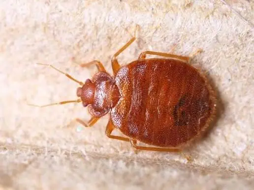 Worried About Bedbugs? Learn How to Spot Them and Reduce Their Spread