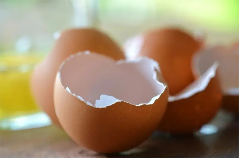 Eggshells Aren't Just Kitchen Waste - Here Are Several Ways to Put Them to Good Use