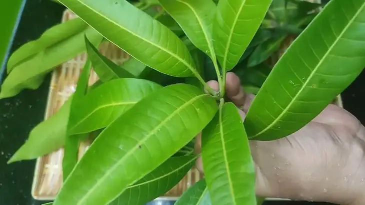 Discover the Potential Benefits of a Mango Leaf, Cinnamon, and Guava Leaf Blend