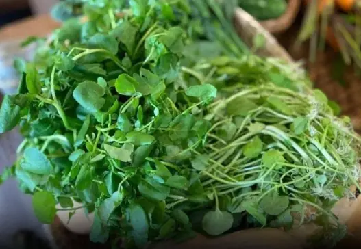 This vegetable is known as the ‘king of anti-cancer vegetables’: Small in size, but surprisingly powerful in health benefits