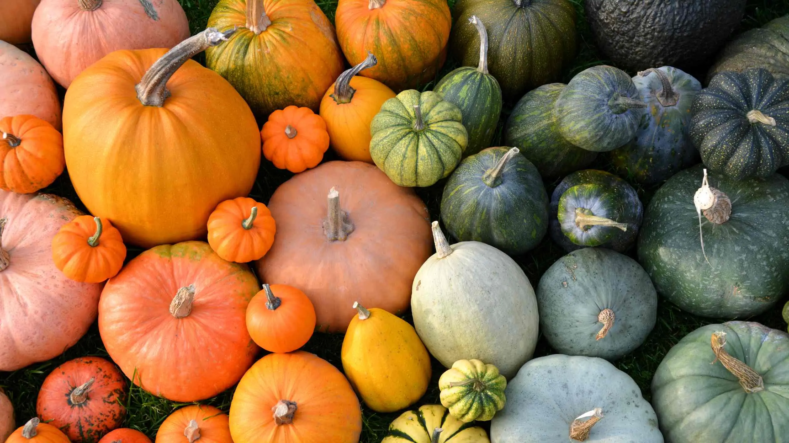 Doctors Explain Why Pumpkin Is More Powerful Than Most People Realize