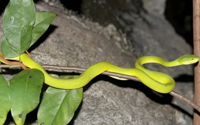 Want to Reduce Snake Encounters? Pay Attention to These 4 Types of Plants