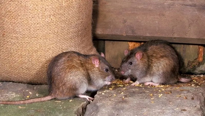 6 Simple Steps That Can Help Reduce Mouse Activity in Your Home
