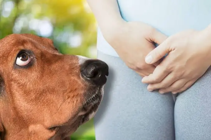 If your dog is sniffing your gen!tal area, it means you have…