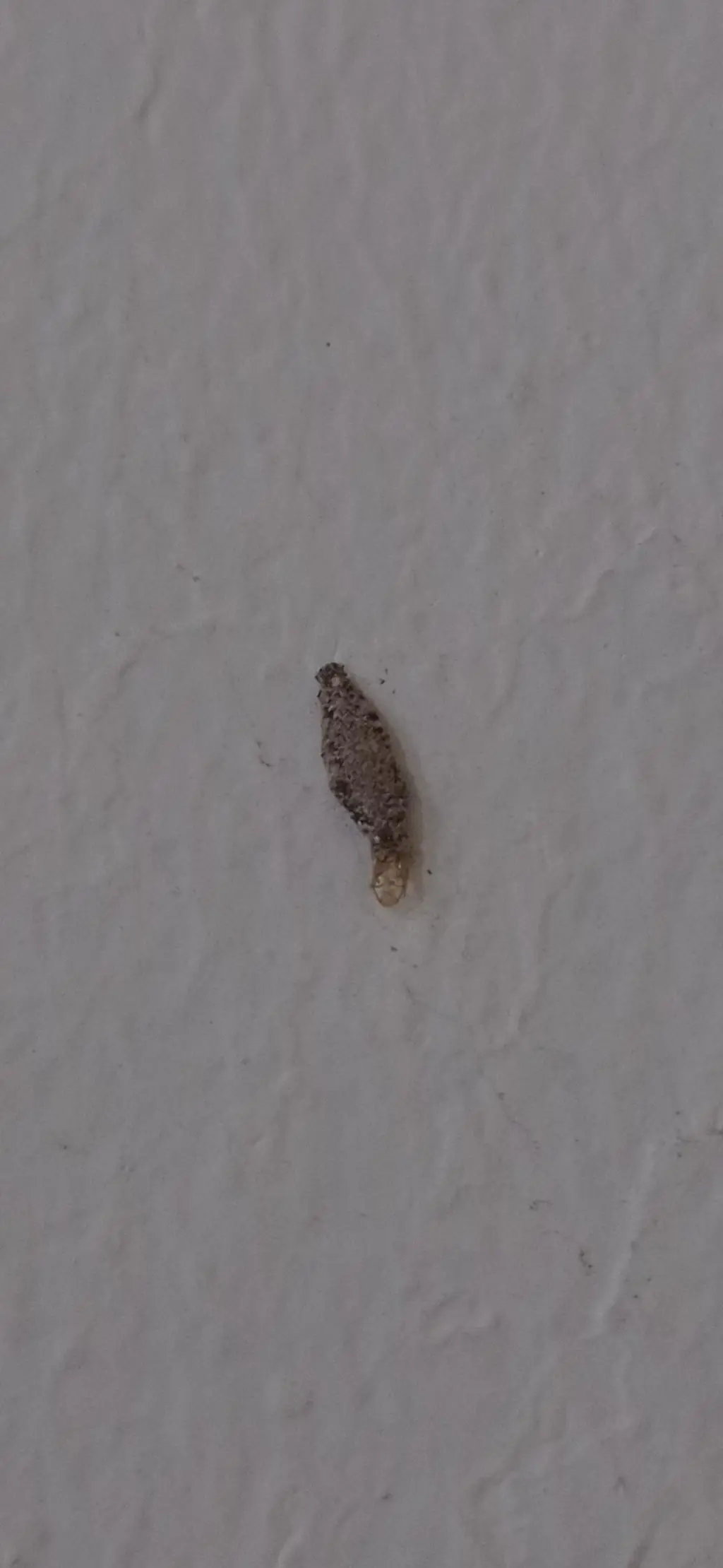 If You Spot These Tiny Oval Cases in Your Home, Remove Them Immediately