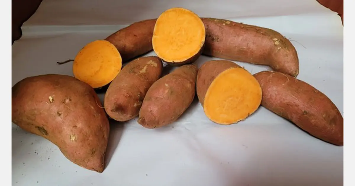 Before You Eat Sweet Potatoes Again, Read These 10 Important Tips