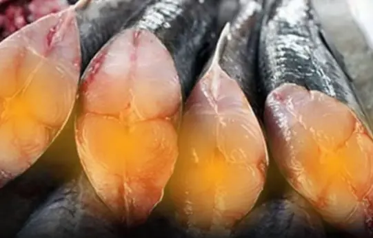 If You Think Salmon Is the “King of DHA”, Think Again — This Fish Is the Real Champion