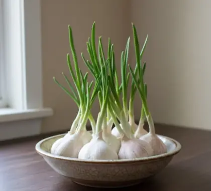 Benefits of eating sprouted garlic that you may not know