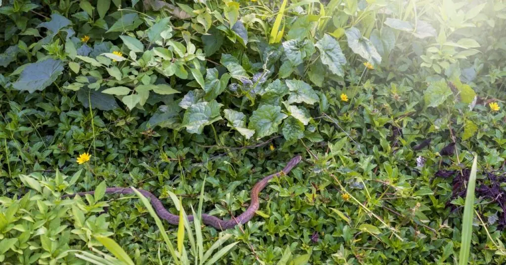 5 Plants Believed to Keep Snakes Away From Your Balcony – Natural Choices for a Safer Home