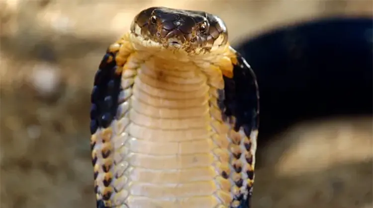 If You See a Snake, These Safety Tips Matter More Than Identification