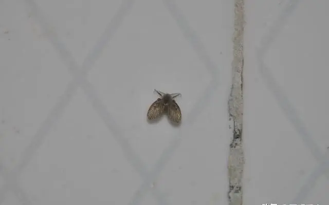Tiny Flies in Your Bathroom? Here's What They Really Mean—and How to Get Rid of Them