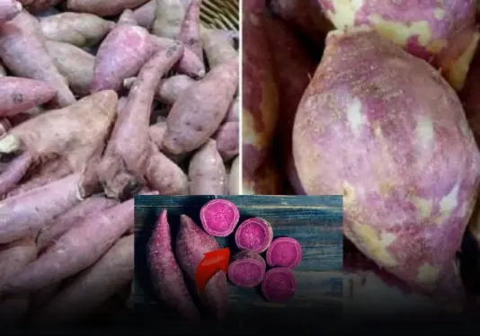 Most people can’t tell ‘male’ from ‘female’ sweet potatoes 3 signs reveal it instantly