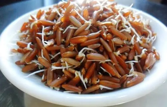 Looking for Nutritious Foods? These 3 Sprouted Options May Be Worth Trying