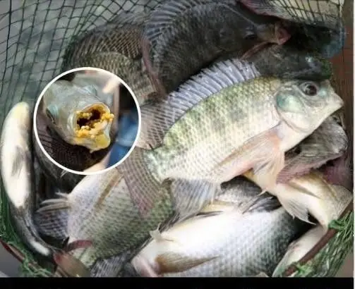 Doctors reveal the truth about tilapia for children and older adults