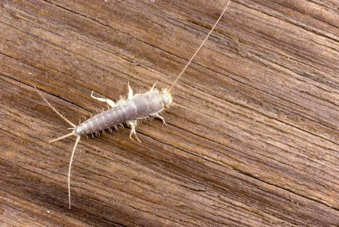 Warning! If You Find This Insect (Silverfish) in Your Home, It's a Sign You Need to Take Action
