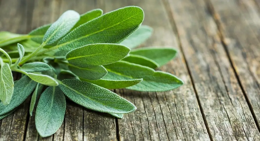 Doctors reveal eating sage causes... See more đ
