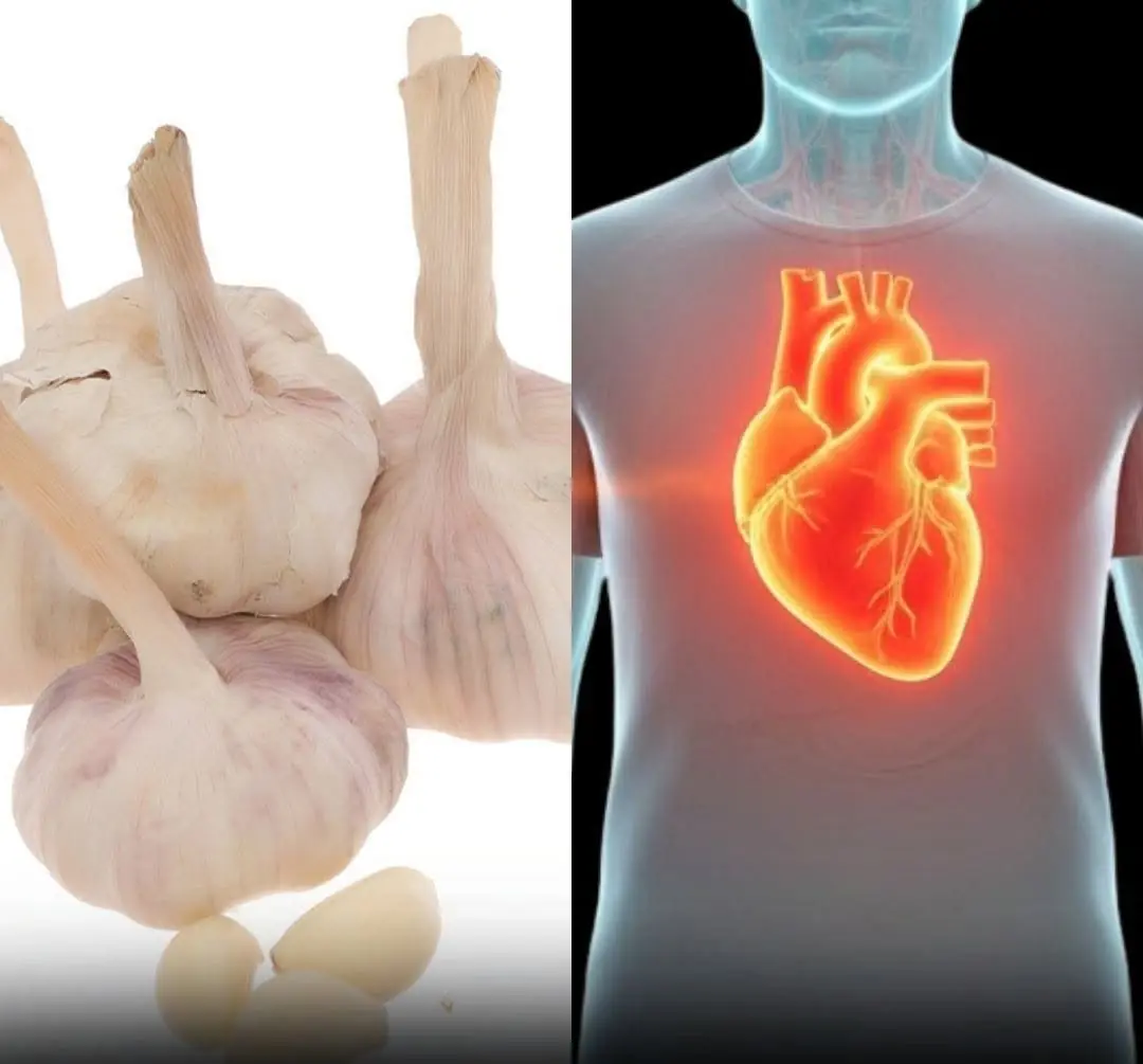 Why Garlic Has Been Studied for Its Potential Health Benefits?