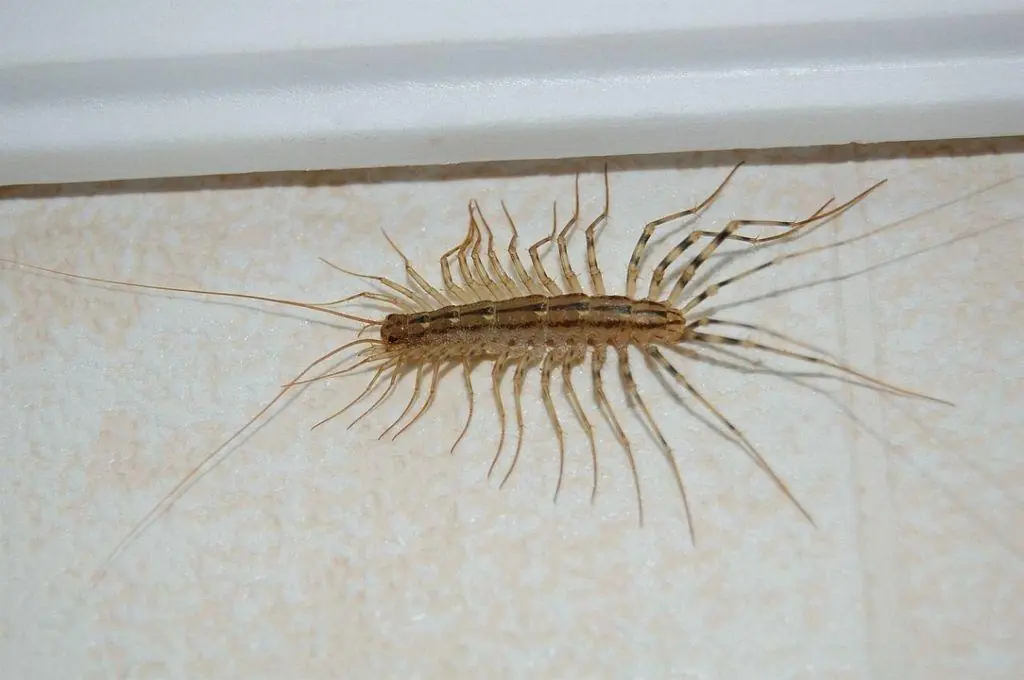 Spotting a Centipede Indoors? Here's What It May Be Telling You