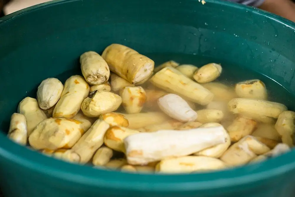 Cassava: A Staple Food That Can Be Dangerous If Not Prepared Properly