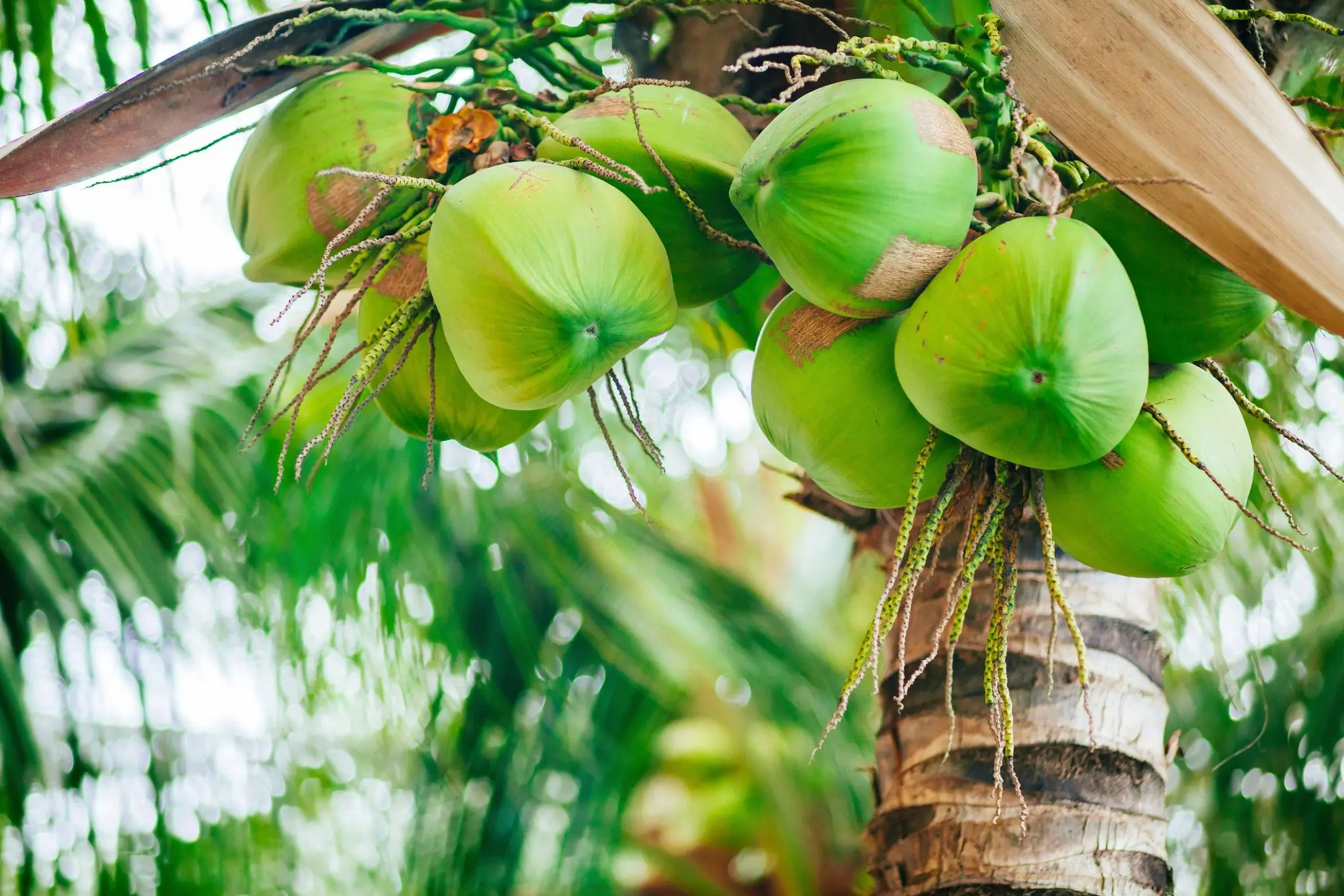Coconut Water Is Healthy—But These 5 Groups of People Should Think Twice Before Drinking It