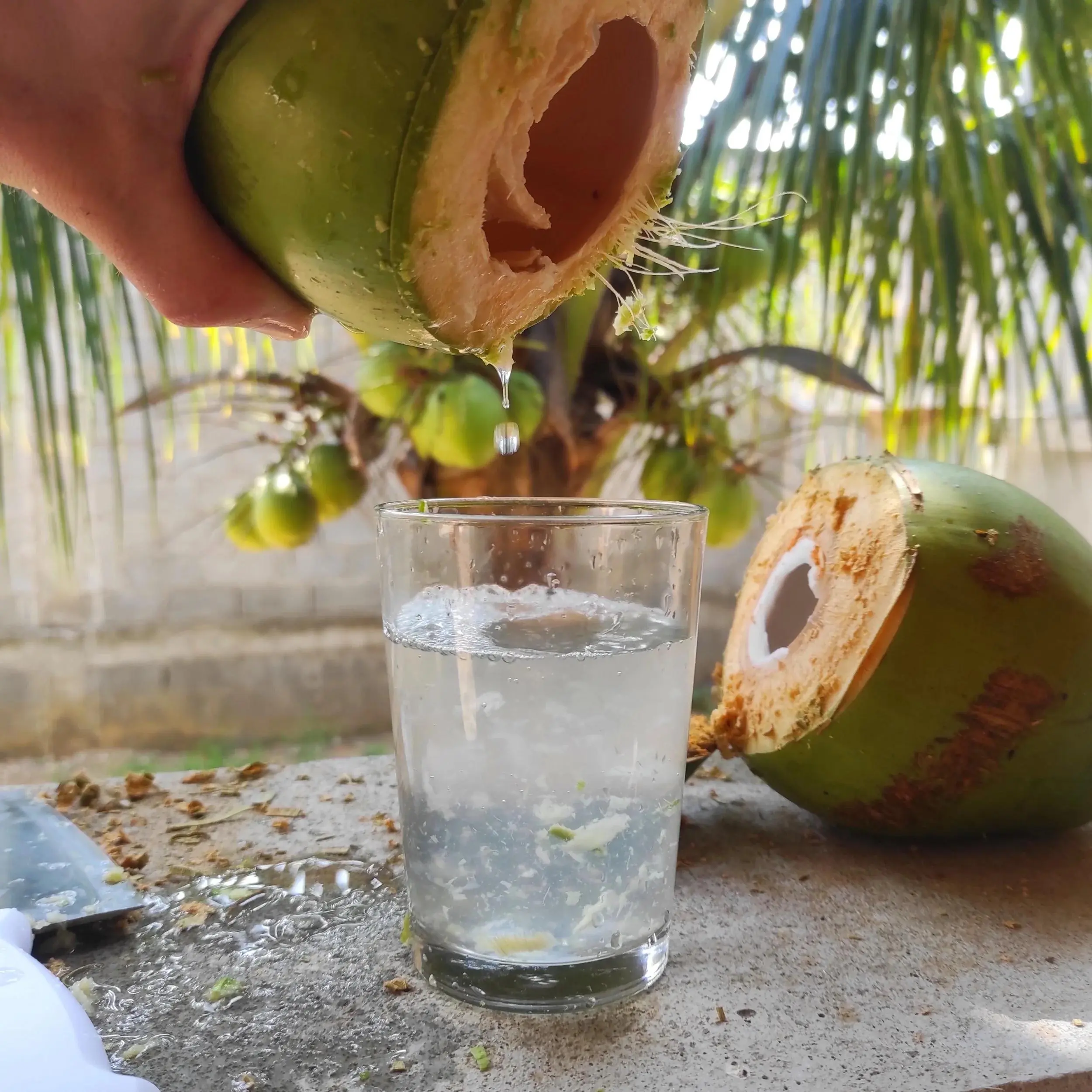 6 Groups of People Who Should Be Careful About Drinking Coconut Water