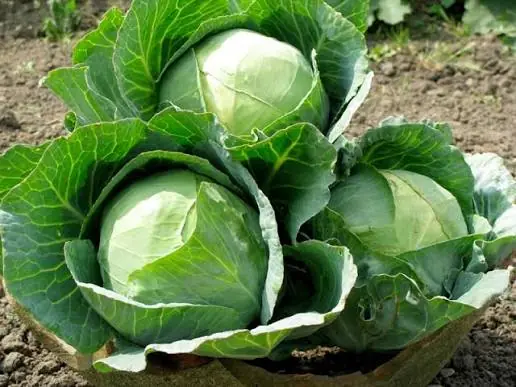 Health Experts Say These 4 Groups Should Be Cautious About Eating Cabbage