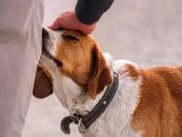 a Dog Keeps Sniffing Your Groin, Here's What Animal Experts Say It Could Mean