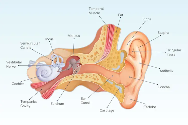 Many People Experience This Strange Ringing Sound—Here's What May Be Behind It