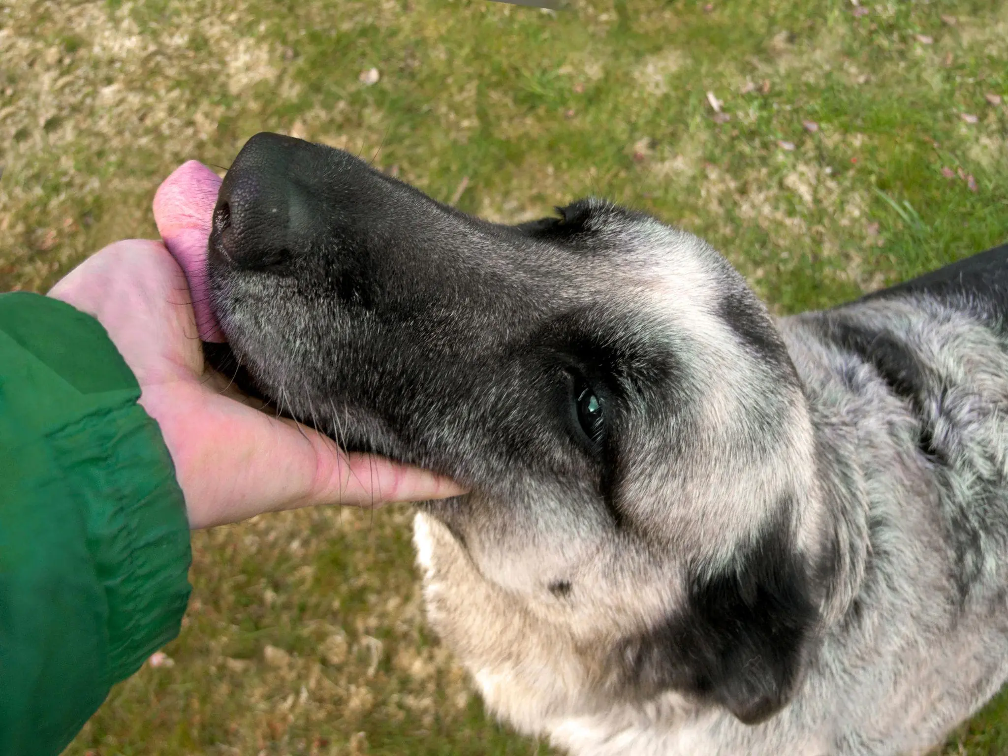 Do Dogs Lick You? Here's What It Really Means (It's Not Always a Kiss!)