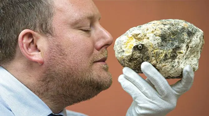The Mysterious "Soft Gold" Found in Rice Bins: What Is Ambergris and Why Is It So Valuable?