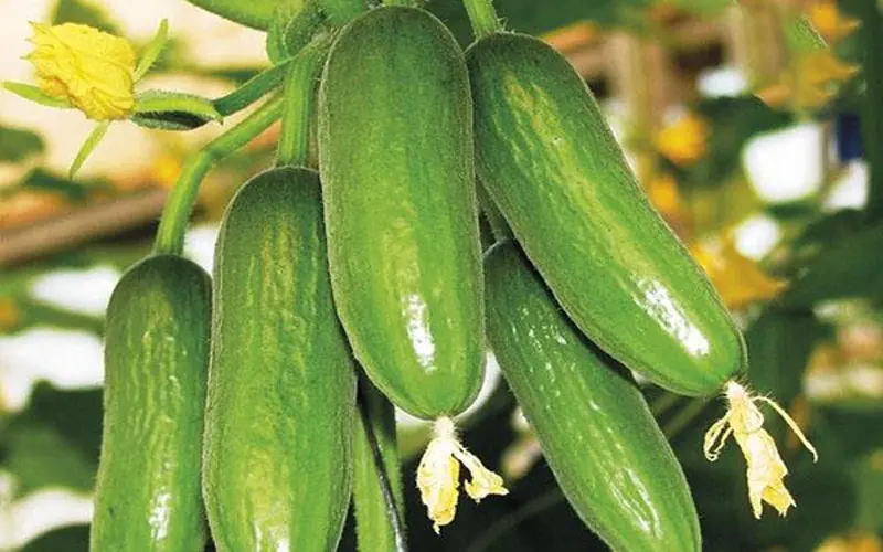 The Science Behind Cucumbers' Health Benefits Is Worth Knowing