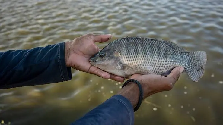 Tilapia Has a Healthy Reputation—But Is It the Whole Story?