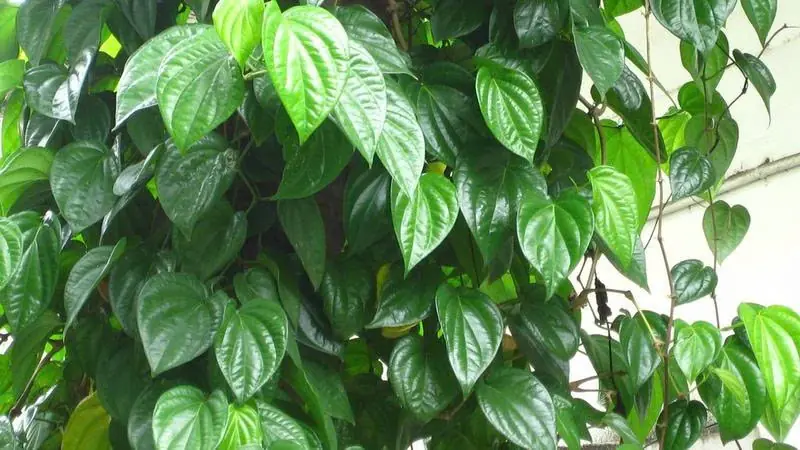 Betel Leaves: 8 Traditional Uses and Potential Health Benefits Backed by Science