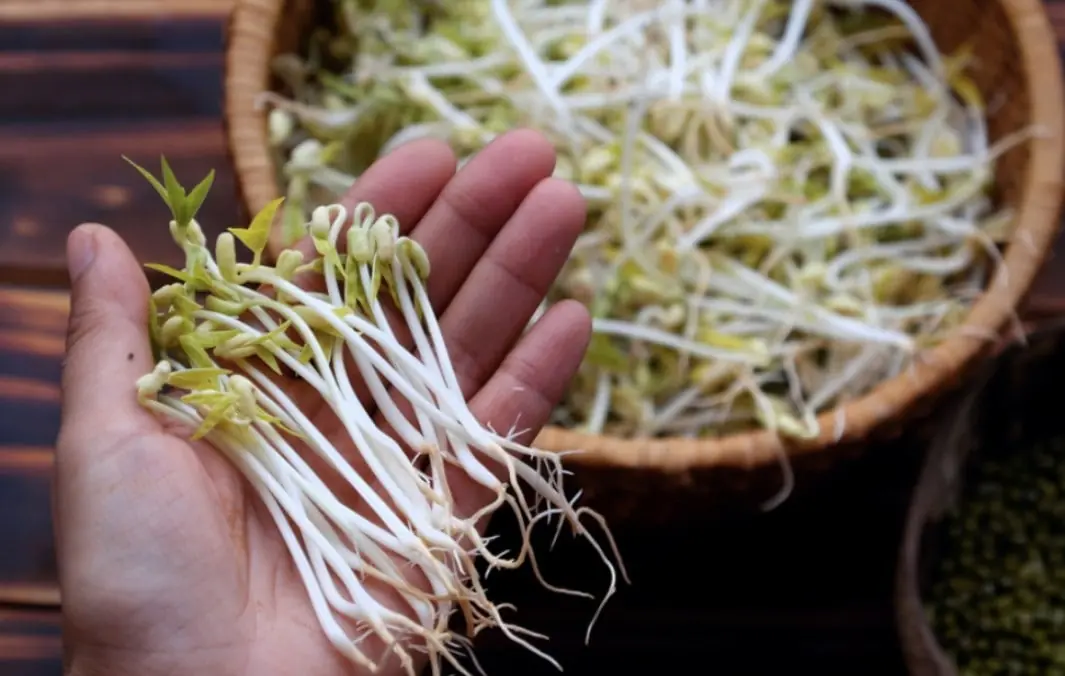 Bean Sprouts: 8 Impressive Health Benefits of This Crunchy Superfood