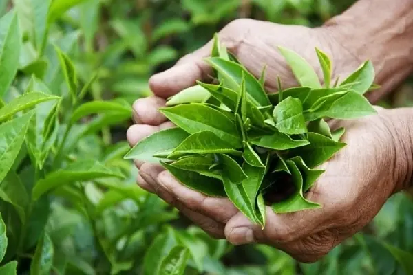 Green Tea Leaves: Science-Backed Health Benefits of This Ancient Superfood
