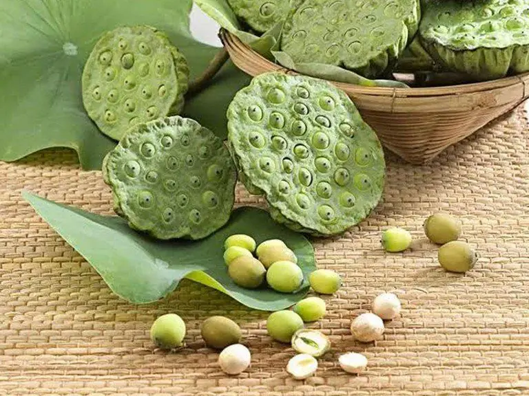 Lotus Plumule for Better Sleep: Can This Traditional Herbal Remedy Really Help Insomnia?