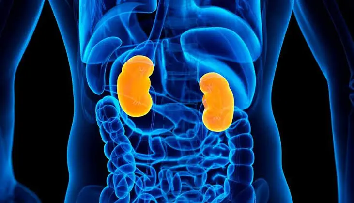 Your Kidneys Could Be Struggling Without You Realizing It—Here's What to Watch For