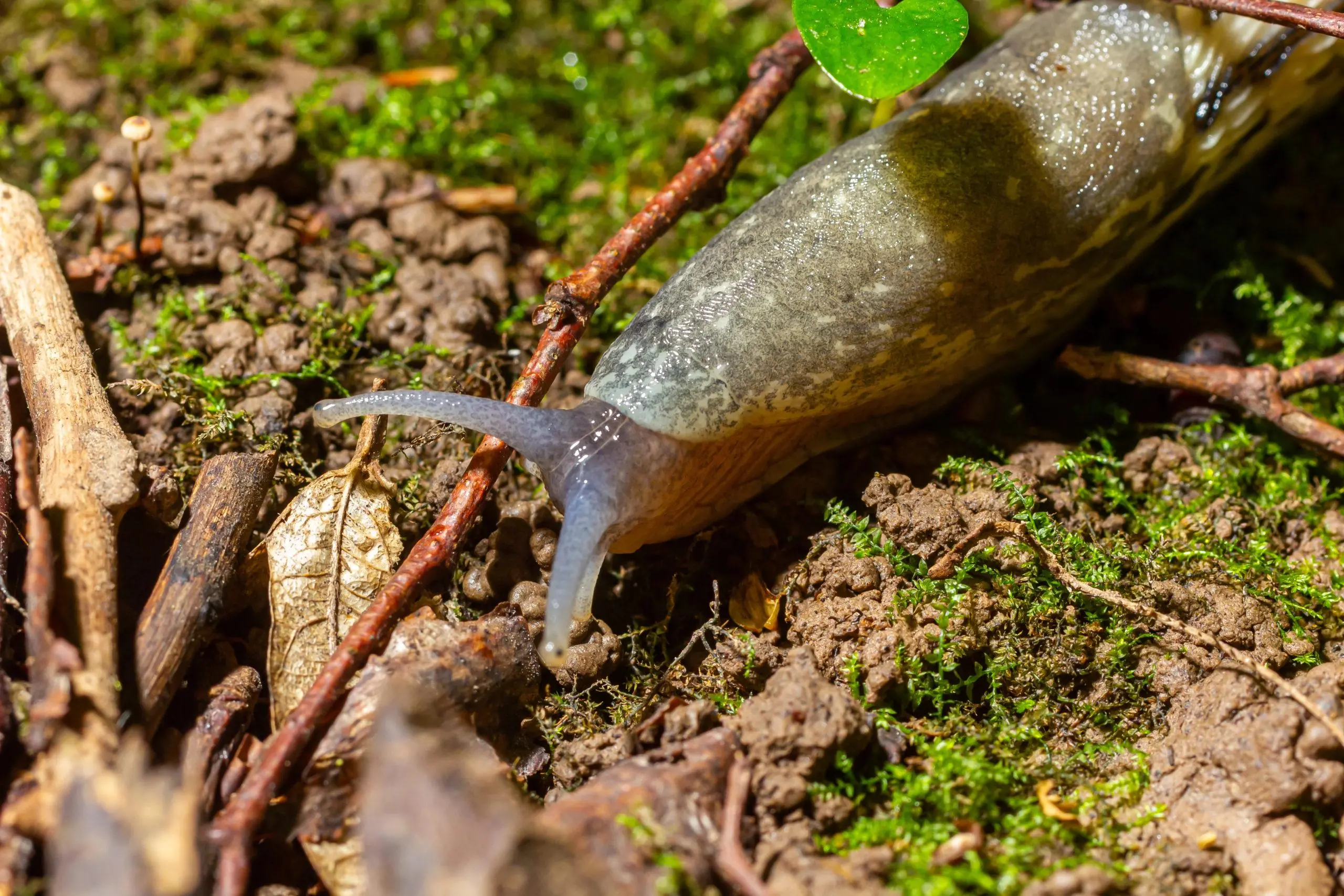 Did you know that when a SLUG visits your house it means that you have...See more