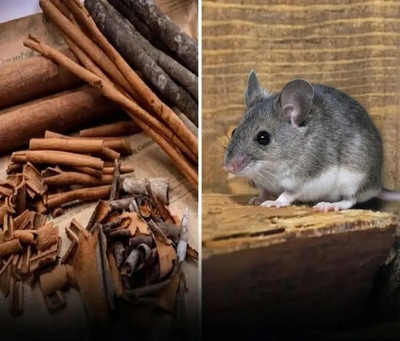 Looking to Keep Mice Away? Here Are 6 Methods That May Help...