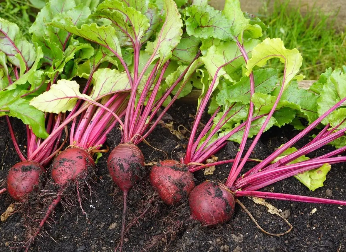 Doctors Say Beetroot May Transform Your Body in Unexpected Ways