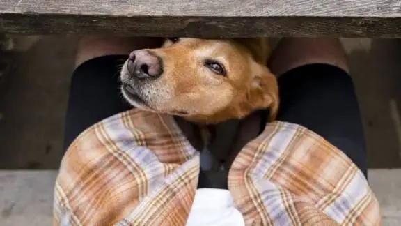 If Your Dog Suddenly Starts Sniffing Your Genital Area, Here's What It Could Mean