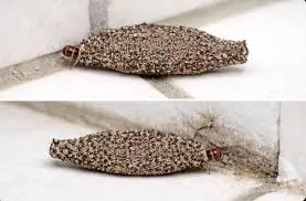 Don't Ignore These Insects If They Keep Appearing on Your Walls...